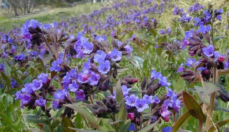 Lungwort барои тайёр кардани инфузия, ки ба васеъшавии penis мусоидат мекунад